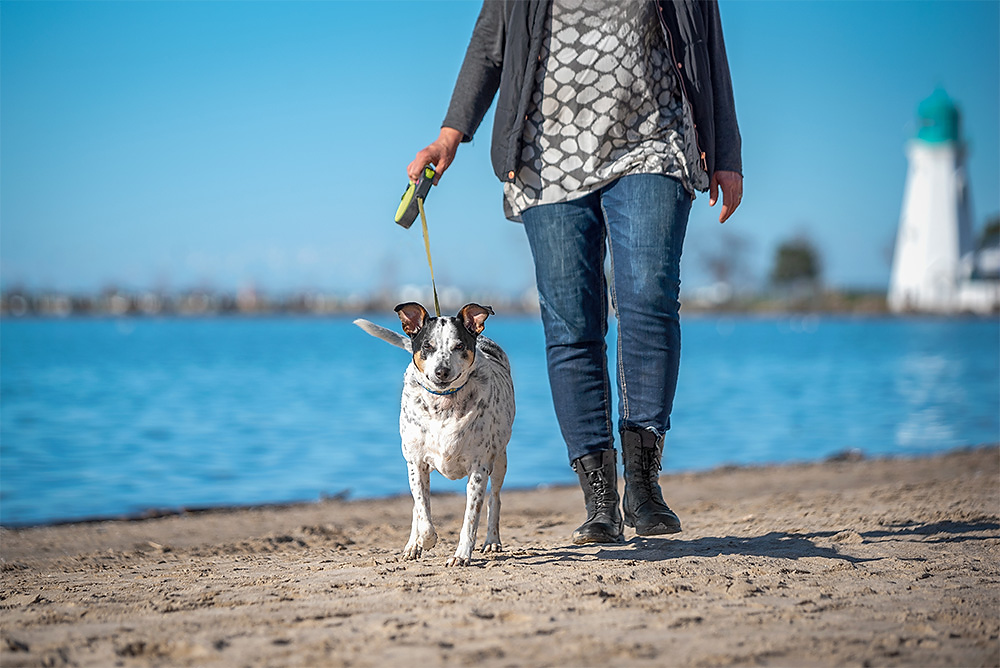 What to Wear for Your Spring Dog Photography Session 2026