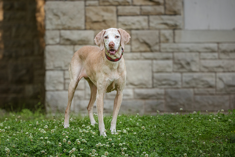 Senior Vizsla standing on clover in front of a limestone wall at Queenston Heights in Niagara