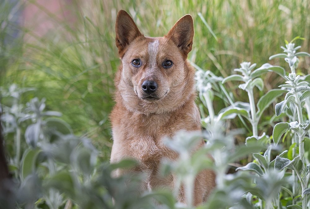 Dog Photography Tips for Students: St. Catharines