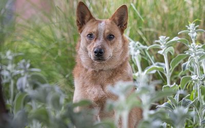 Dog Photography Tips for Students: St. Catharines