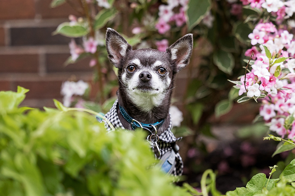 Chihuahua therapy dog peeking through pink flowering shrubs at Sir Winston Churchill Secondary School in St. Catharines