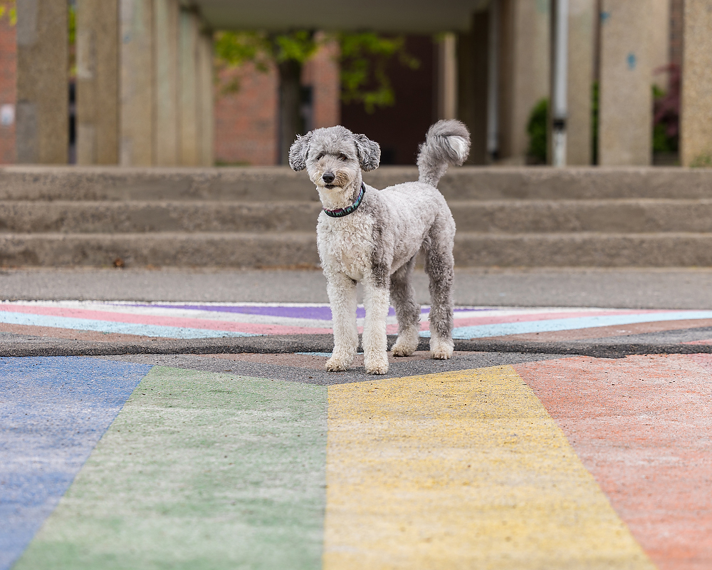 Grey aussie doodle therapy dog standing on a colourfully painted crosswalk at St. Catharines high school