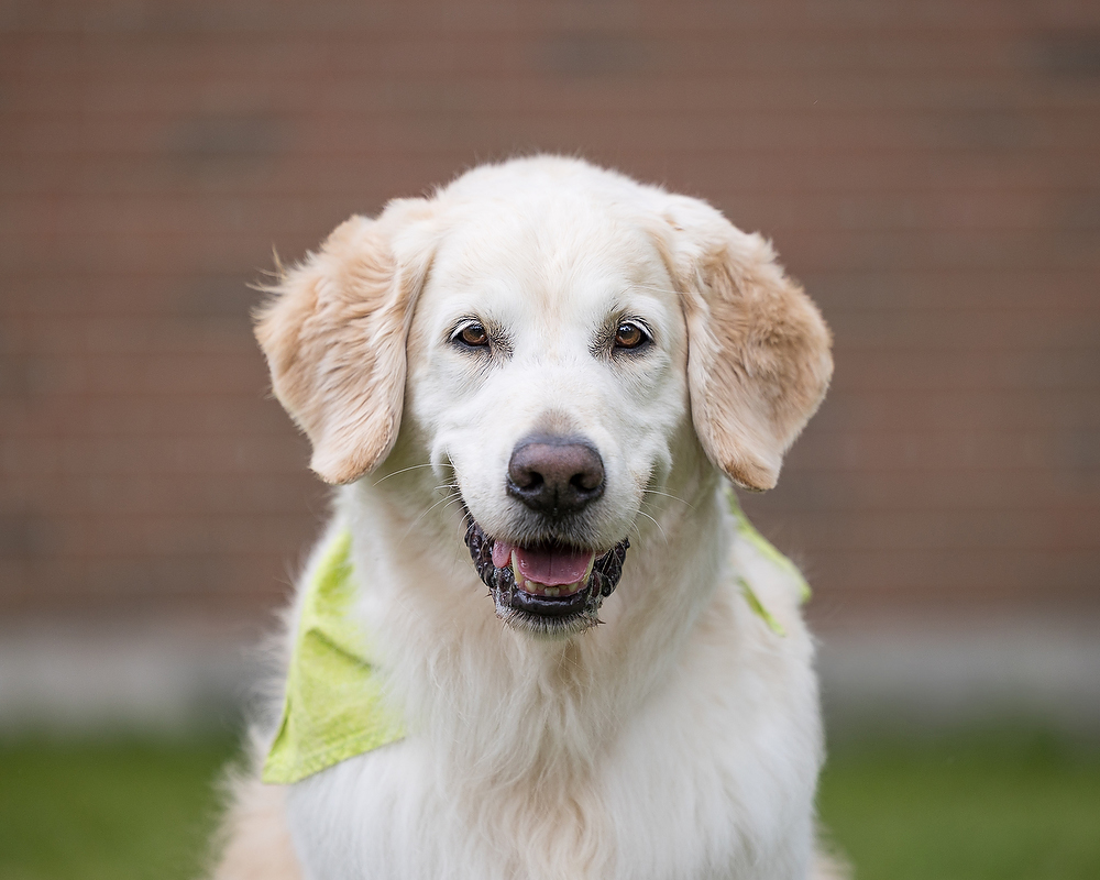 Therapy Tails Golden Retriever wearing a yellow/green bandana while modelling for a photography class in Niagara