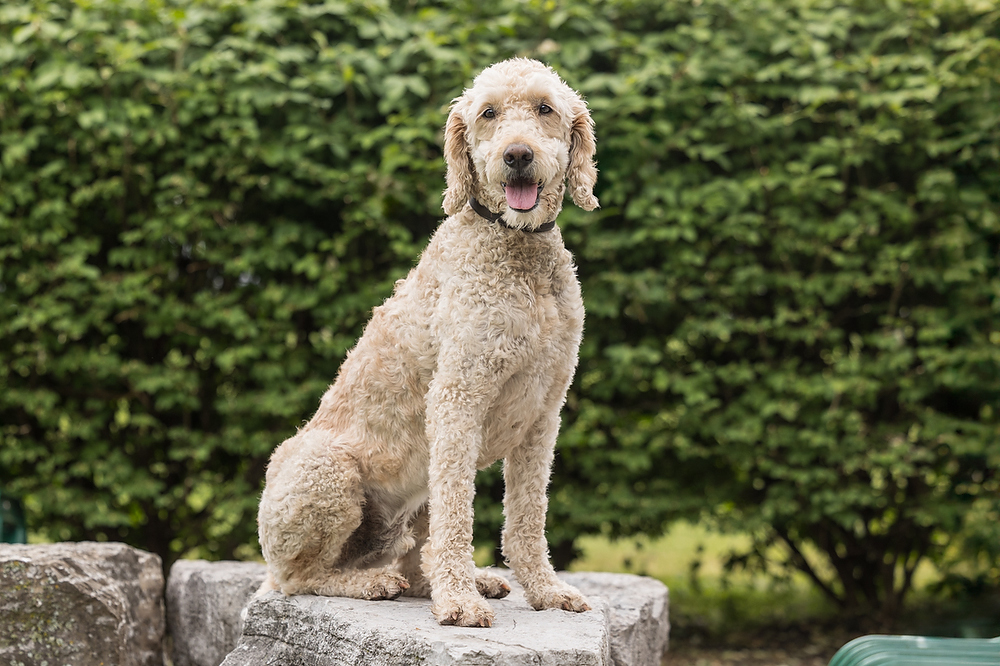 Goldendoodle therapy dog sitting on a stone wall at Sir Winston Churchill Secondary School in St. Catharines