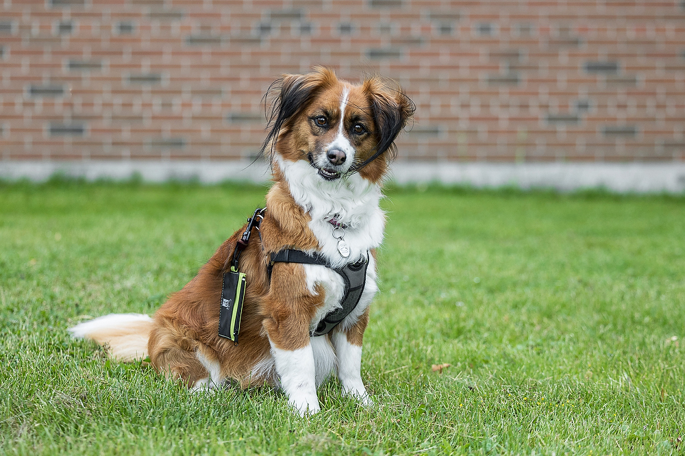 Spaniel mix therapy dog sitting on the lawn in front of Sir Winston Churchill Secondary School in St. Catharines