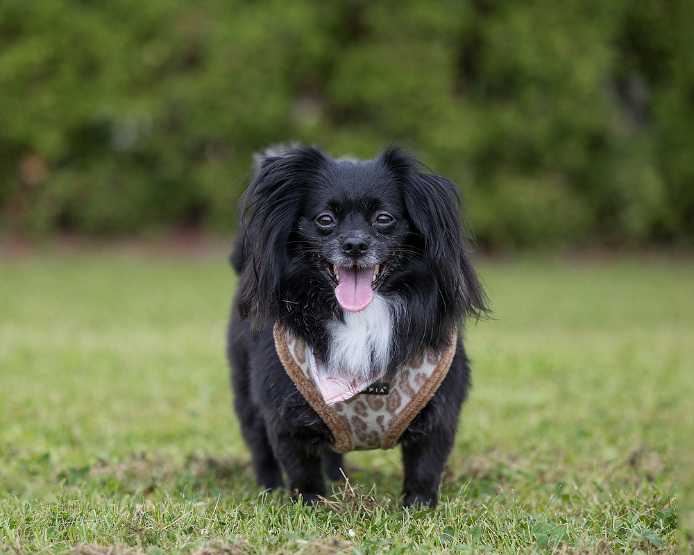 Small black therapy dog wearing a harness at Sir Winston Churchill Secondary School in St. Catharines during a dog photography class