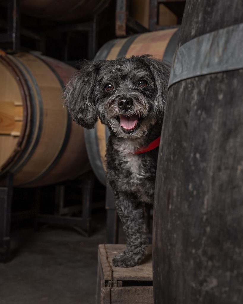 Grey shaggy terrier mix wearing a red collar peeking out from behind a wine barrel at Featherstone Winery